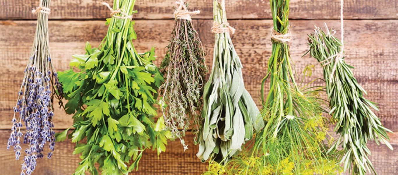 Αυτό είναι το ελληνικό βότανο που θα σας βοηθήσει να αντιμετωπίσετε τον βήχα